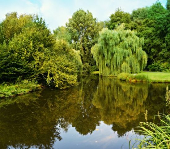 a wetland with still shallow water reflecting green trees and grasses on the banks
