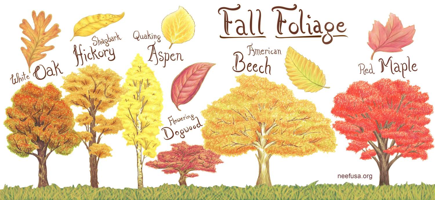 Illustration of trees and the color of their leaves in fall