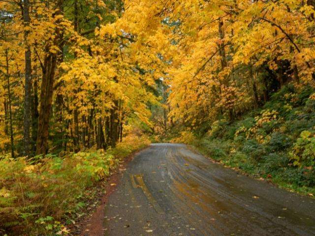 Road into forest with colorful trees