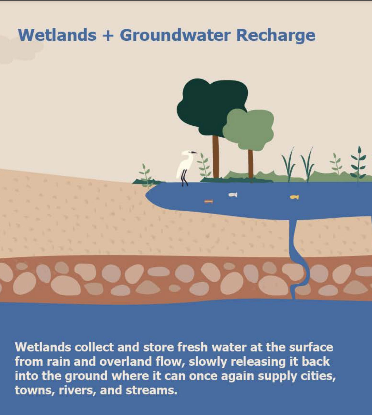 Wetlands and Groundwater Recharge infographic section
