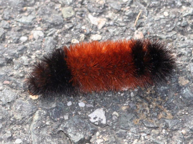 Wolly bear caterpillar on the ground