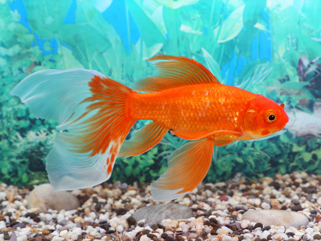 Betta fish swimming in aquarium