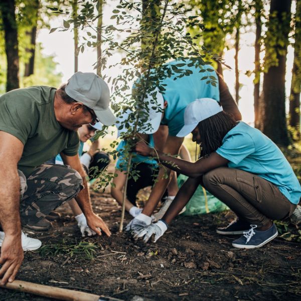 a diverse group of volunteers plants a tree seedling