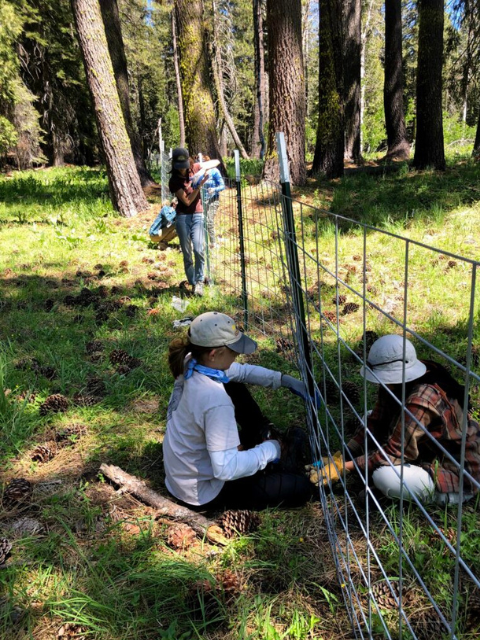 Local_students_help_install_restorative_fencing