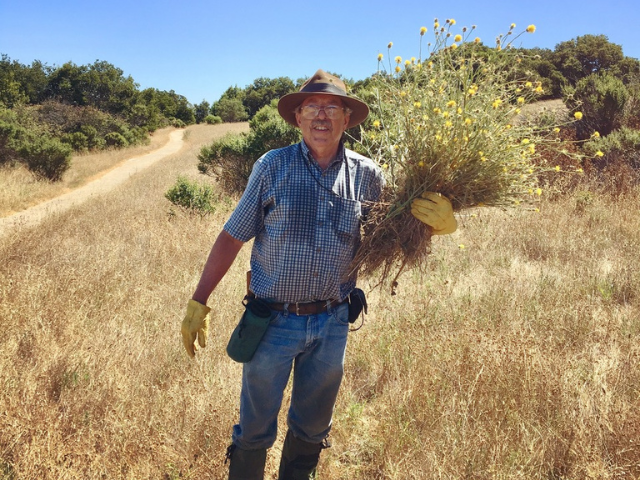 Man in field holding a bunch of yellow thistle