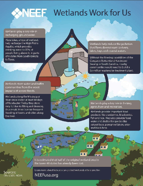 Thumbnail of the wetlands work for us infographic with a large drop in the middle and boxes around with information on water usage in them