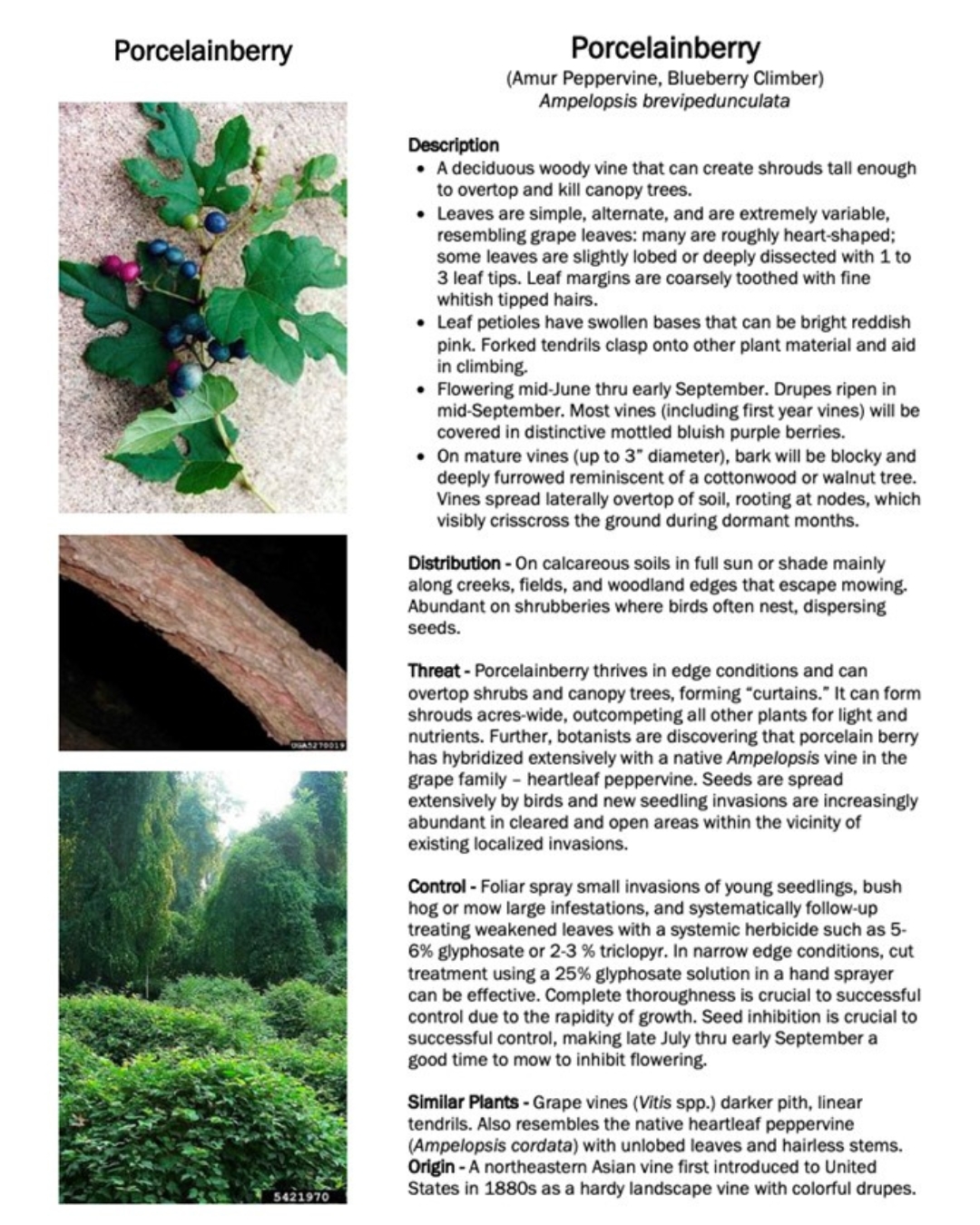 Invasive species guide for removing Porcelainberry