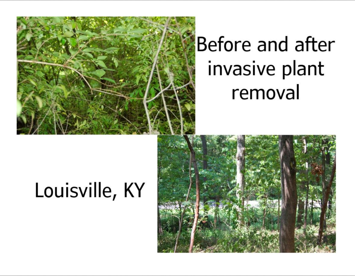 before and after photos of invasive plant removal in Louisville, KY