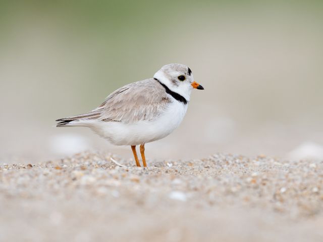 A piping plover stands on a sandy beach.