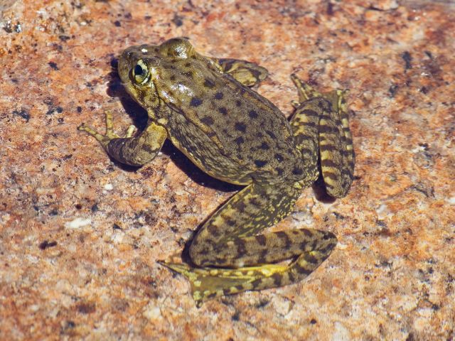 Sierra Nevada Mountain yellow-legged frog sits on a granite rock in the water