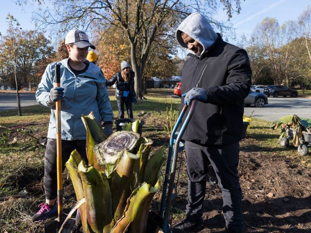 NPLD volunteers at Kenilworth Aquatic Gardens help maintain a plant