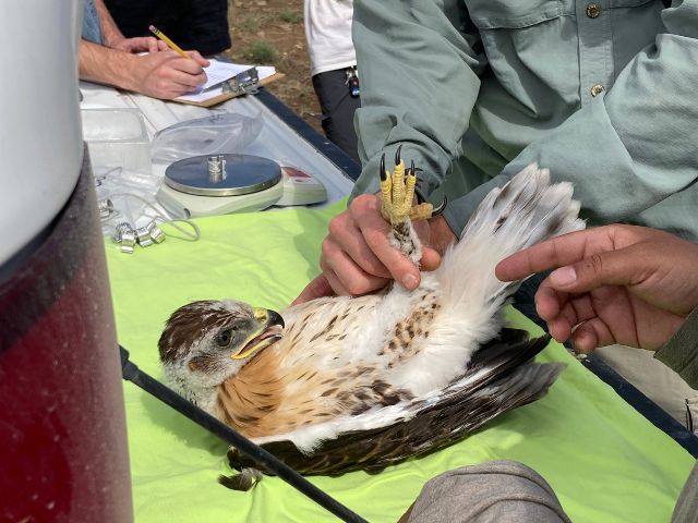 Students take morphometric measurements of a ferruginous hawk and applies an aluminum leg band with a unique ID for monitoring purposes.
