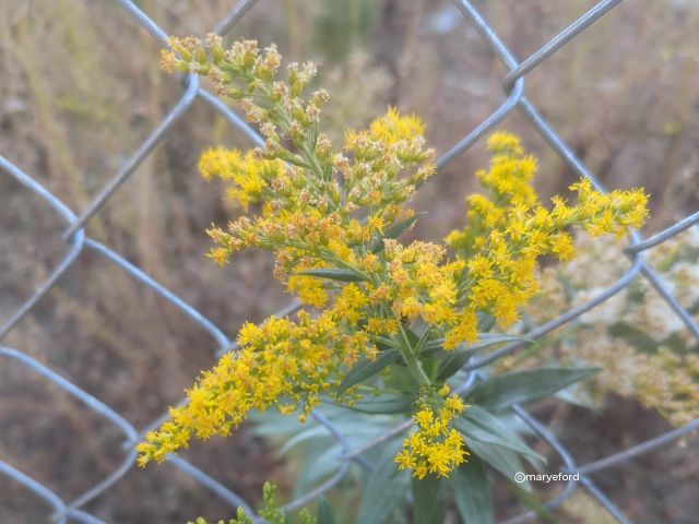 goldenrod flower near a fence, photo from iNaturalist maryeford