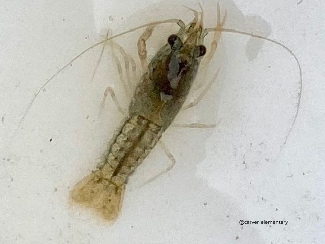 small crayfish in plastic container photo from iNaturalist carver elementary