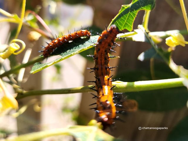 gulf fritillary caterpillar on a vine, photo from iNaturalist chattanoga parks