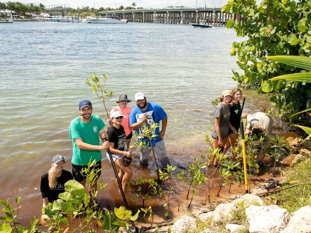 a group of young adults plant mangrove trees during an environmental stewardship volunteering activity and education day