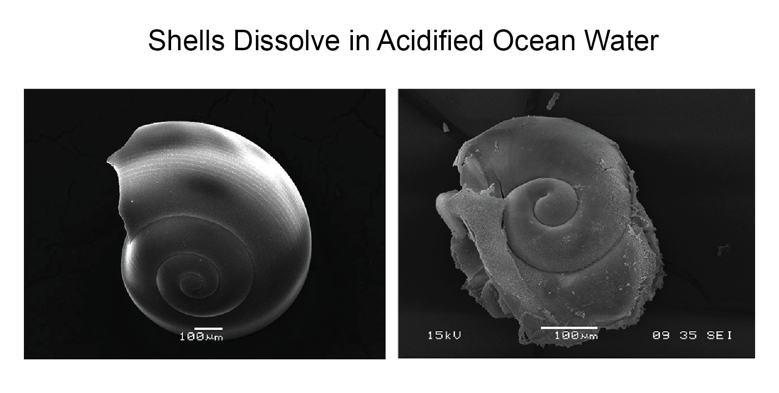 ocean acidification effects on marine life