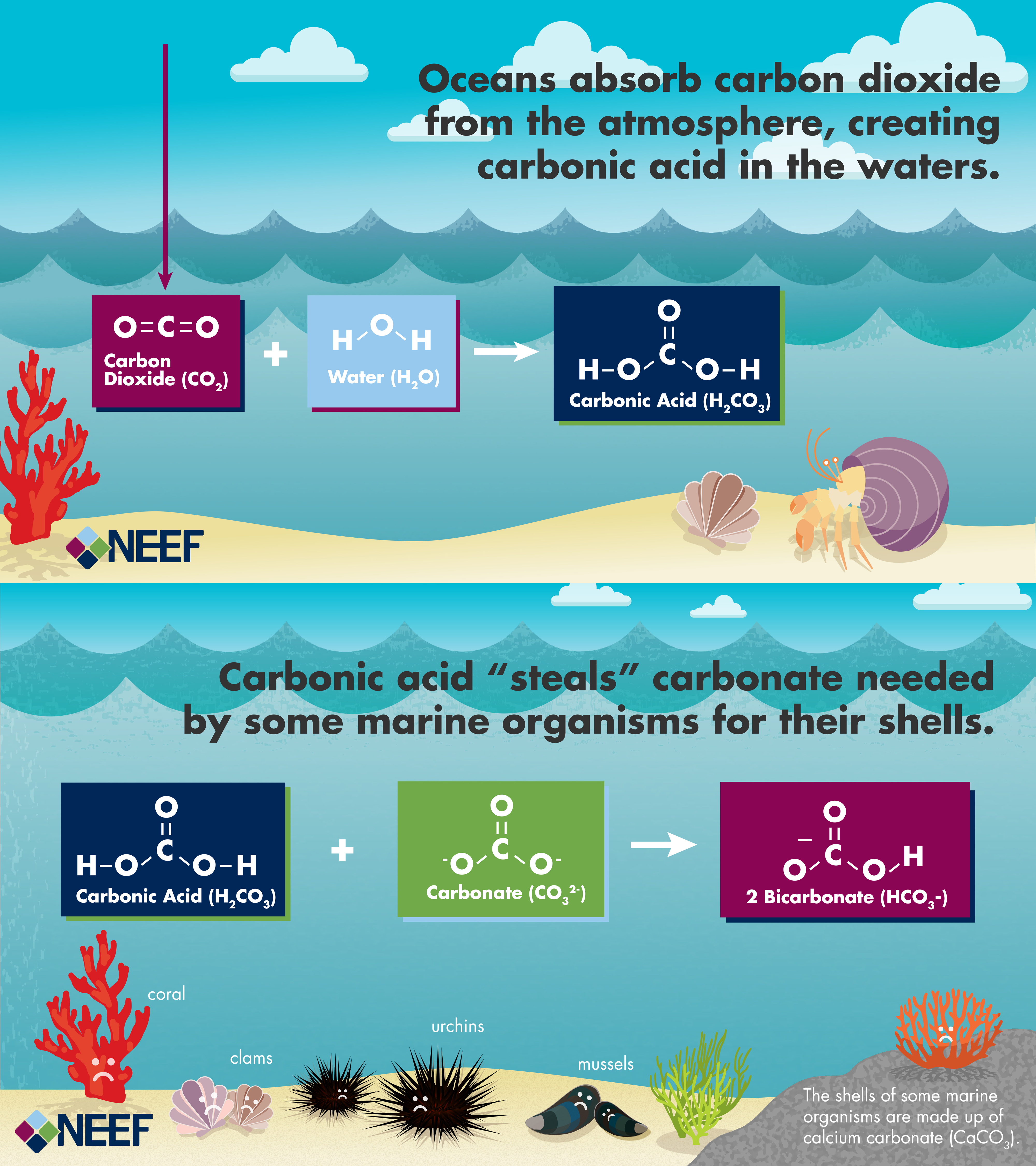 ocean acidification effects on marine life