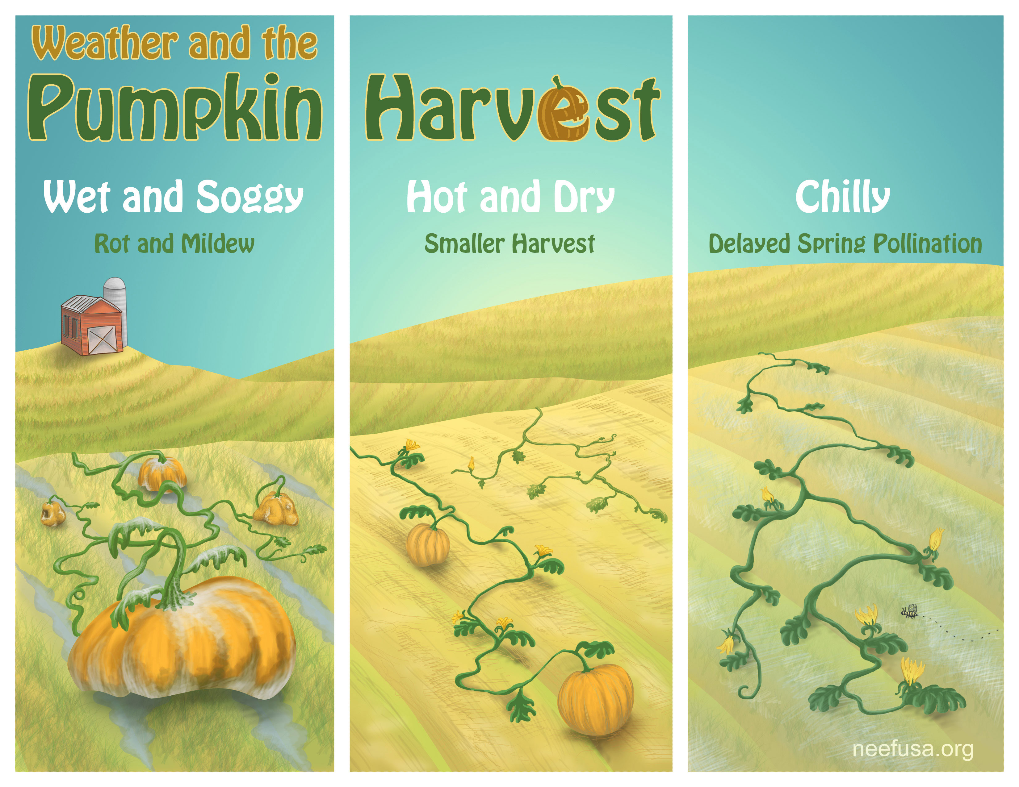 Weather and the Pumpkin Harvest