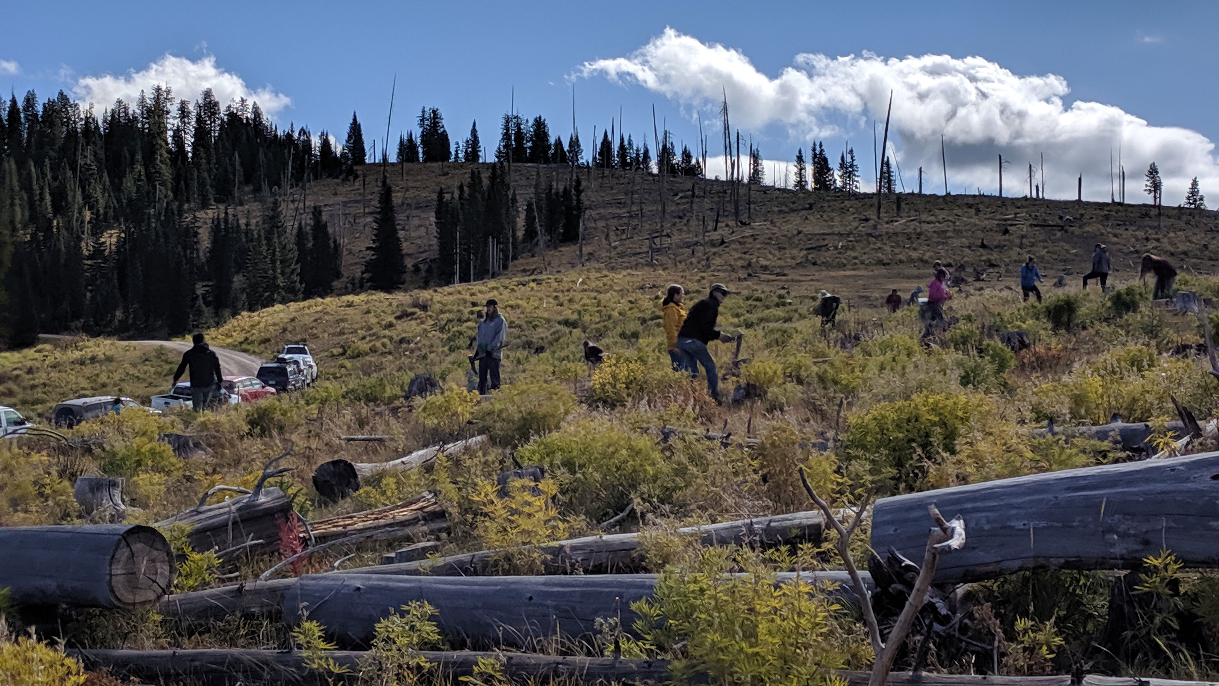 Volunteers clearing brush