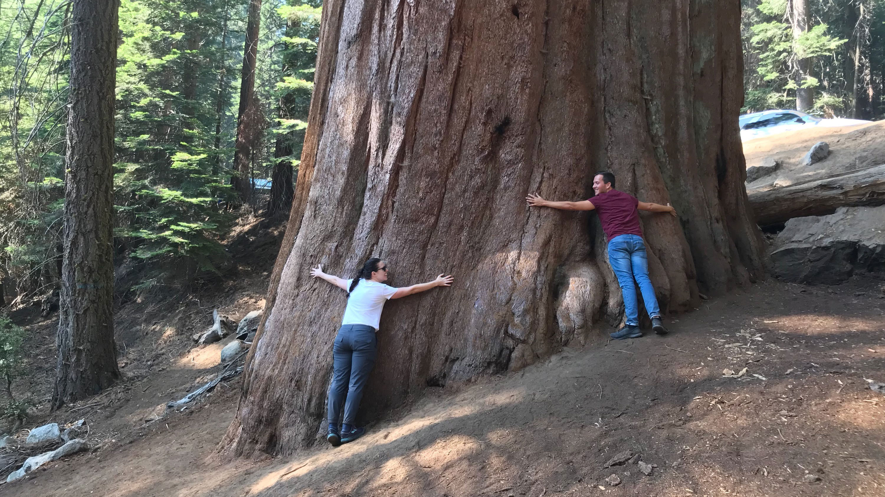 Hugging a giant tree