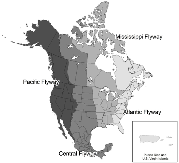 map of migratory bird flyways