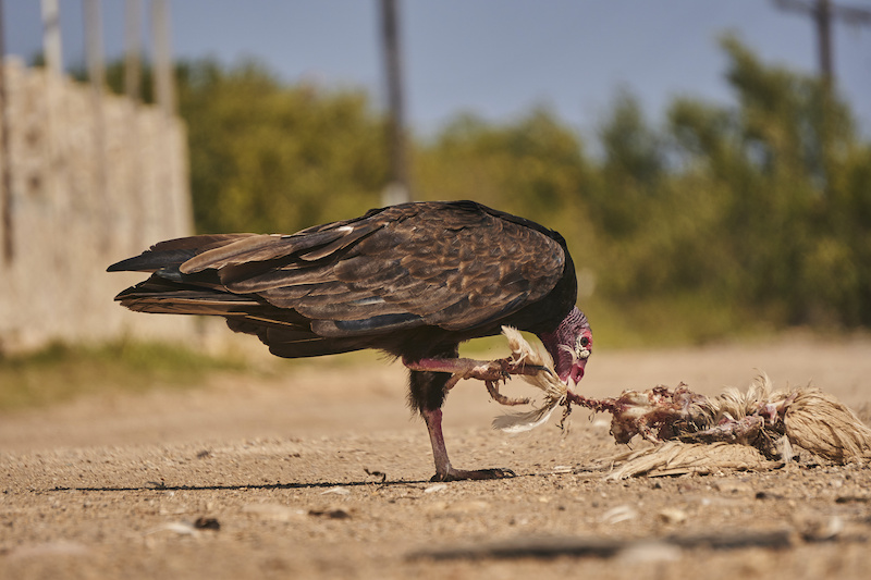 California Condor eating the carcass of an animal in the road