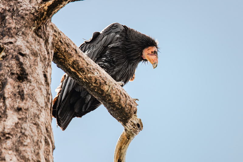 California Condor perched on a dead tree