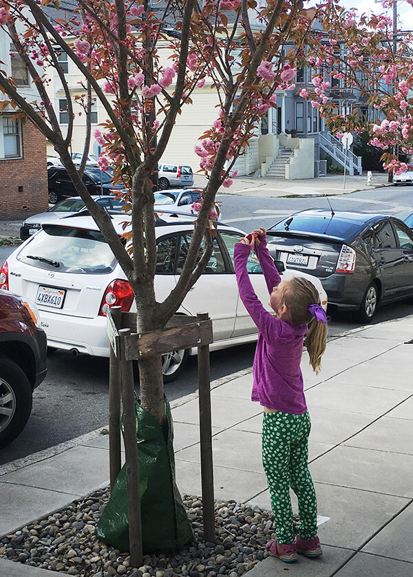 Young girl taking picture of tree with flowers