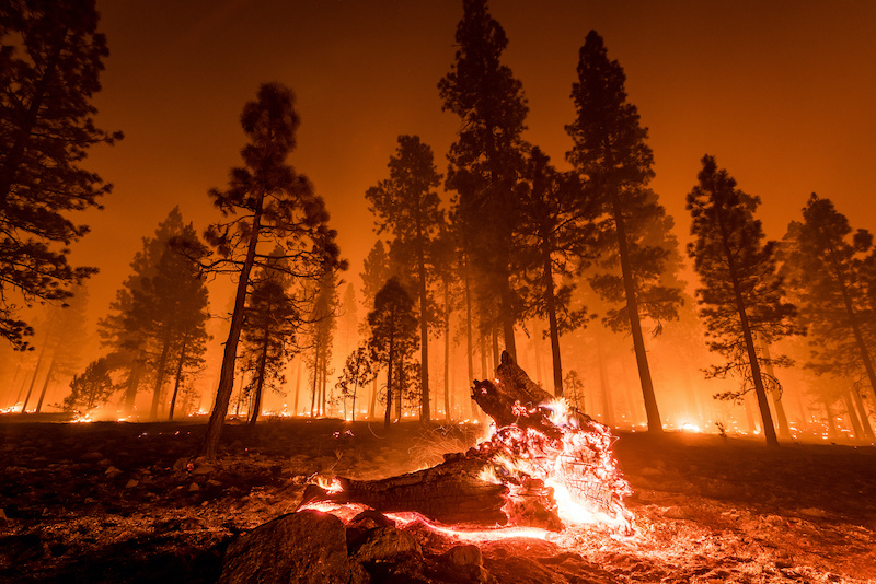 fire burning a forest with a log in flames and red sky