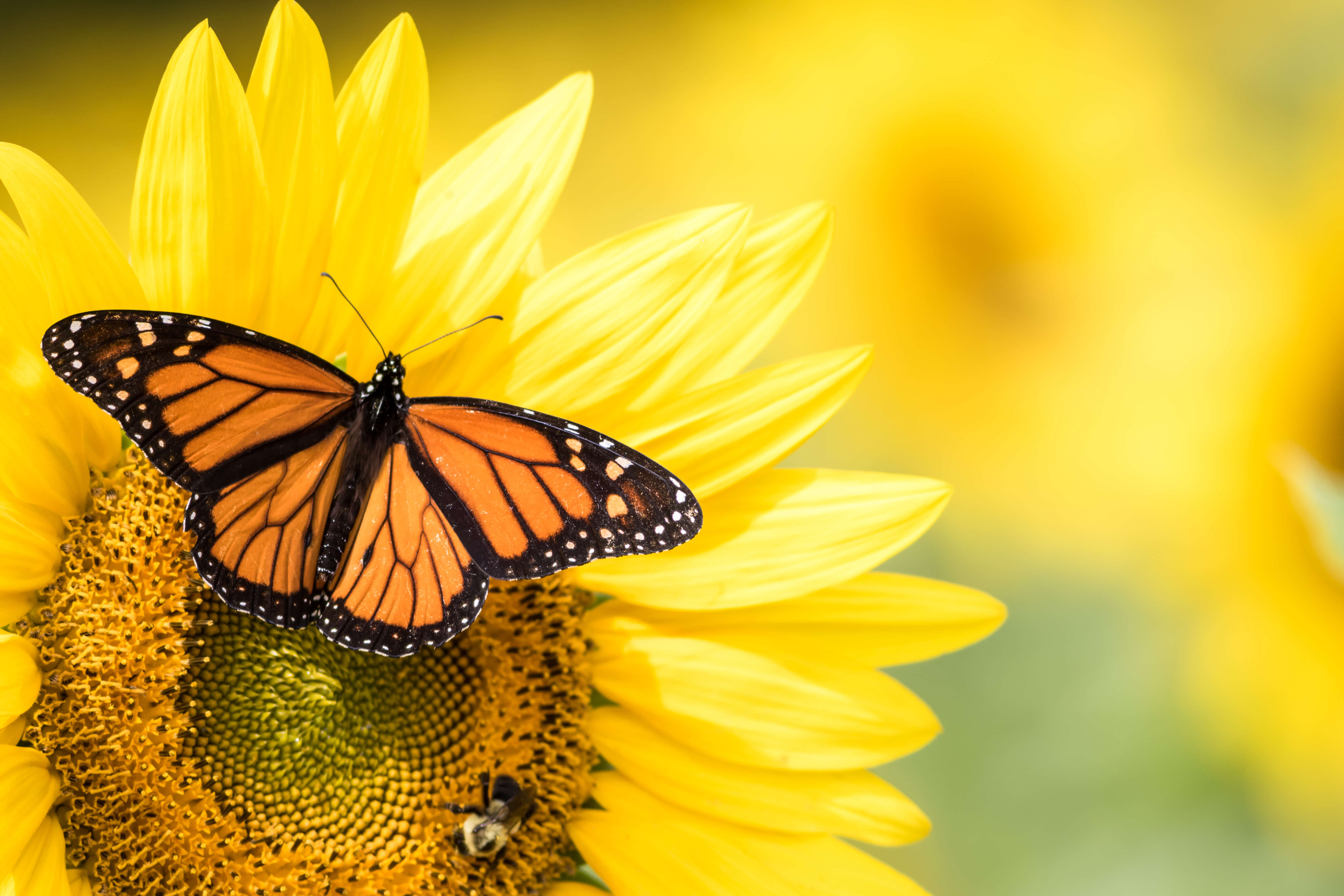 monarch butterfly and a bee rest on a sunflower