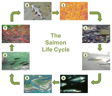 The salmon life cycle with photos of different stages of salmon