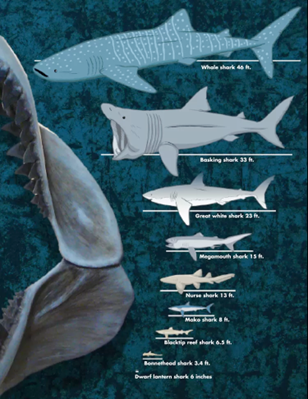 graphic with illustrations of different sharks and their sizes from largest to smallest