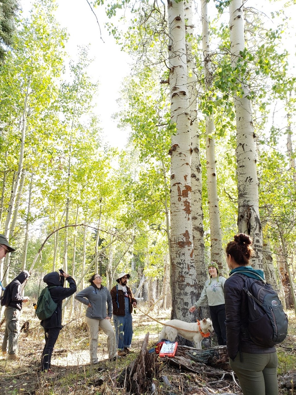 people standing around aspen tree listening to speaker