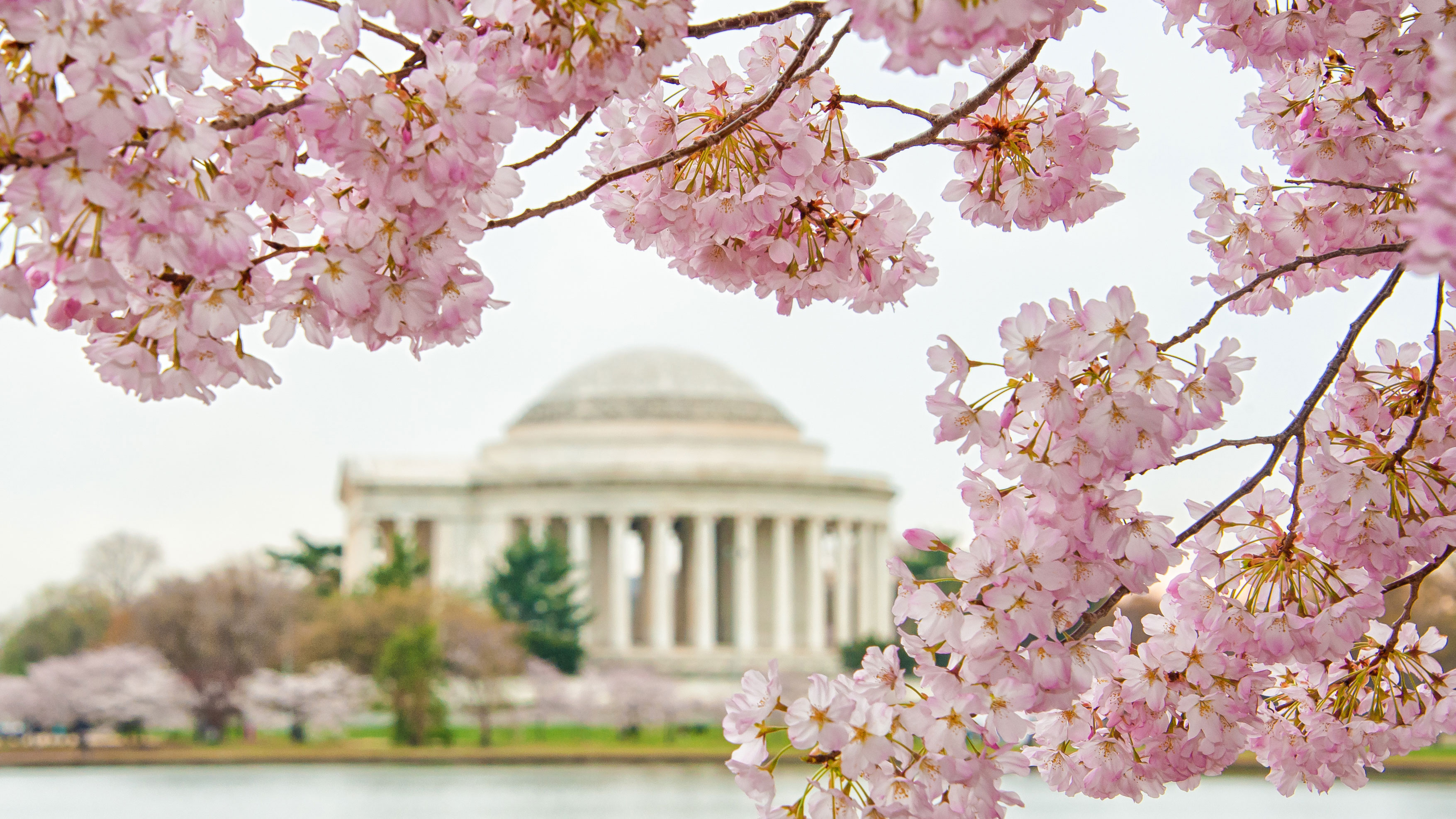 From the blue of the Tidal Basin water to the pink of a blooming Cherry  Blossom, our uniforms are filled with hints of a D.C. spring.