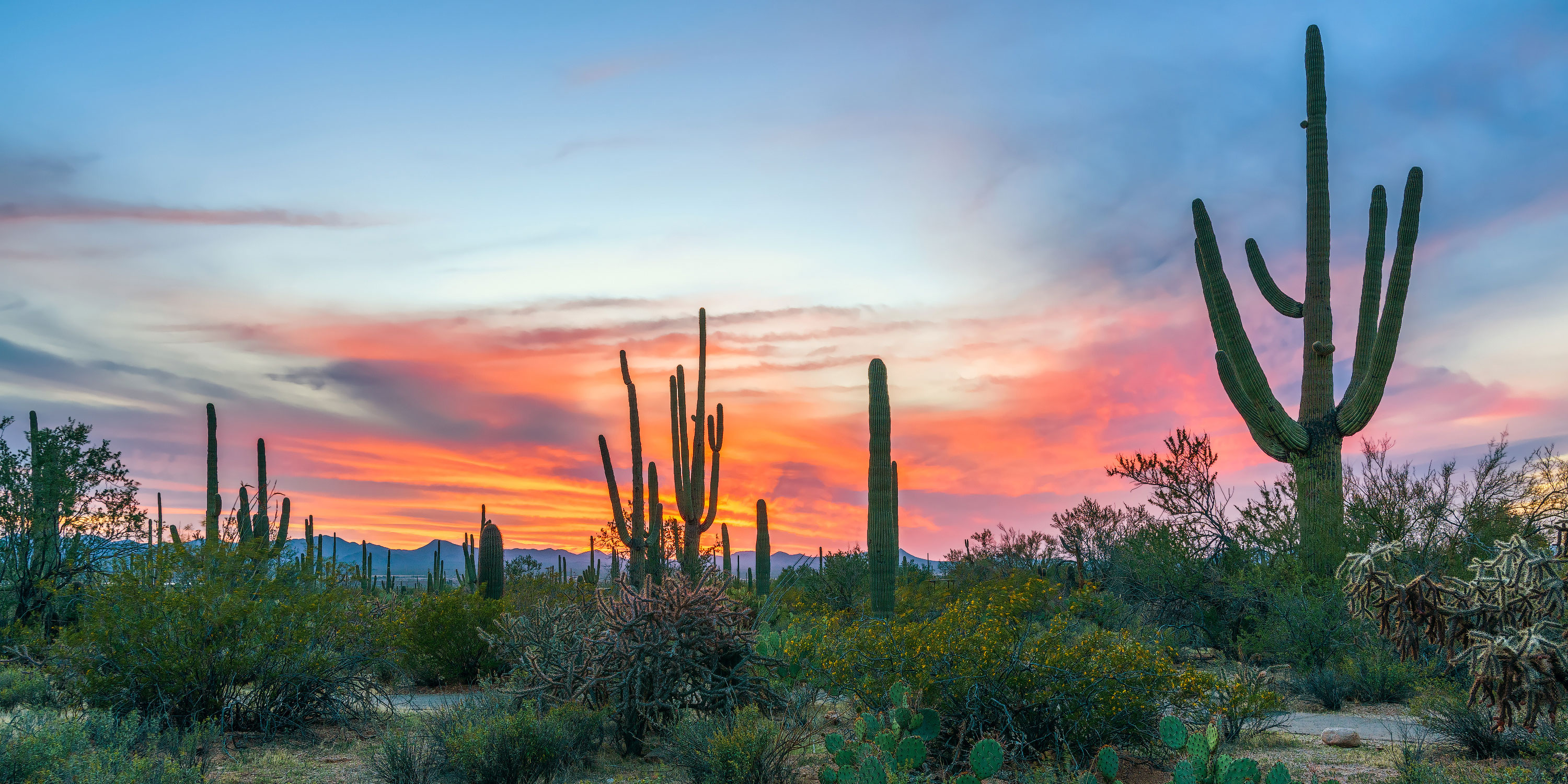 are dogs allowed in saguaro national park