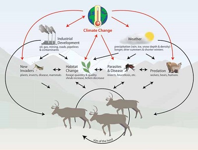 A diagram showing how climate change leads to downstream impacts on the size and health of reindeer and caribou herds