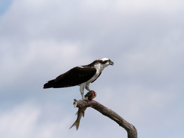 An osprey holding a freshly caught fish.