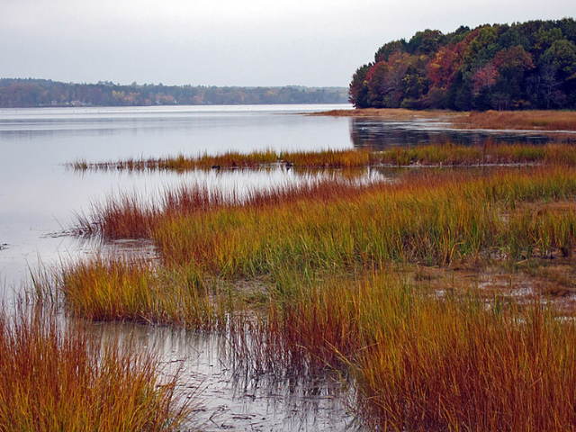 The brown and green marshlands of Great Bay in the fall.