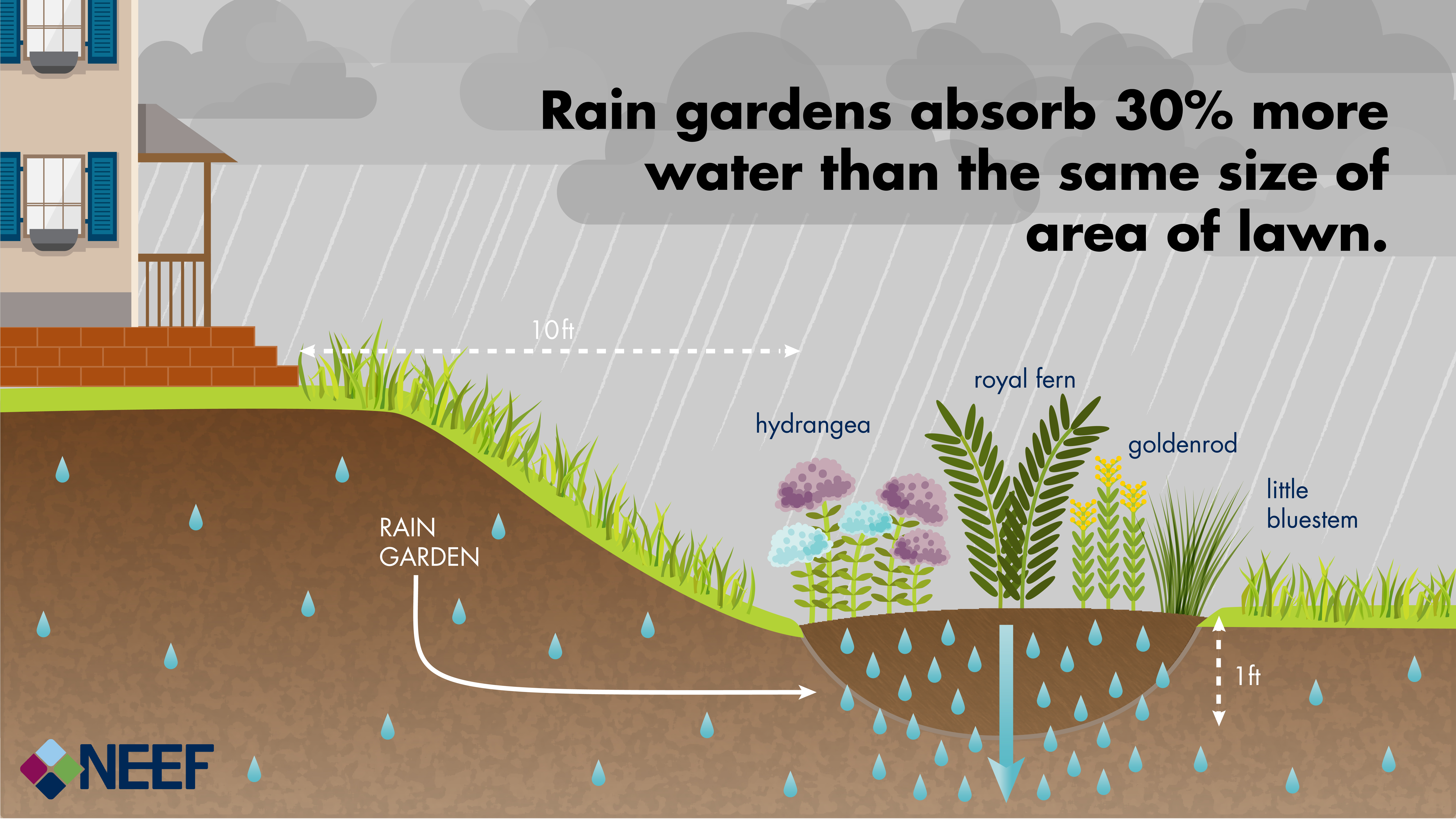 Infographic showing how rain gardens absorb 30% more water than if it were just a normal part of the lawn.