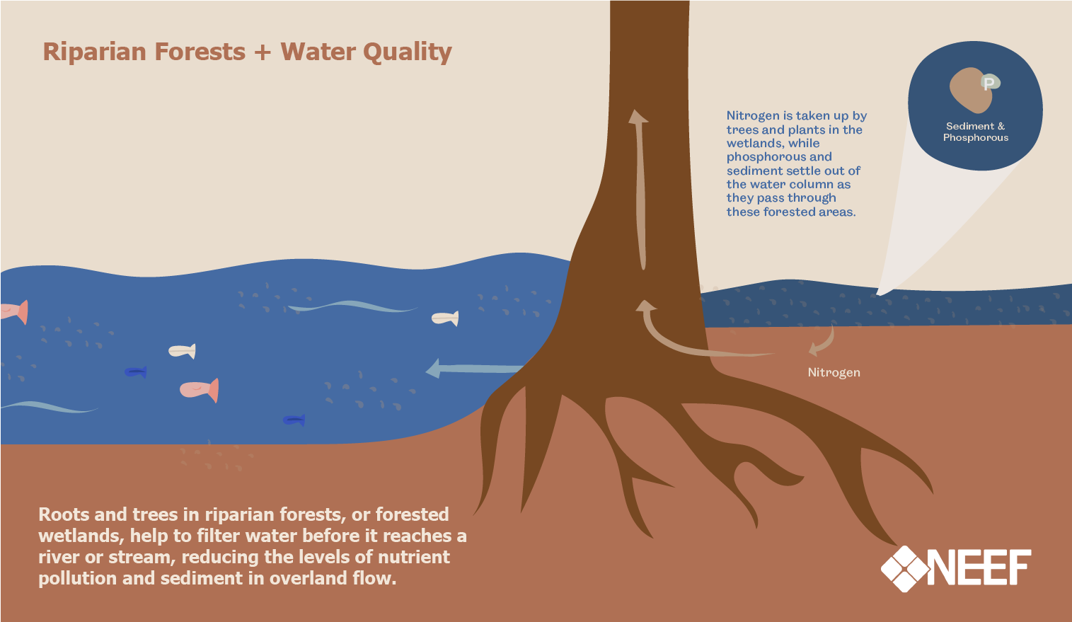 Infographic showing how riparian forests improve water quality.