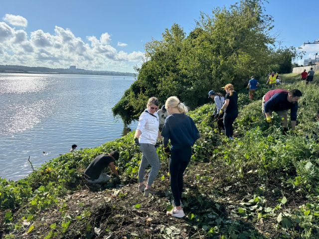 A group of volunteers work to remove invasive kudzu from the banks of a river