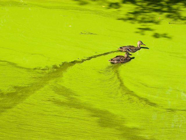 Two ducks swim in a pond covered in bright green algae