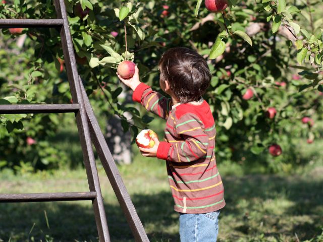 A young person picks an apple off a tree in an apple orchard