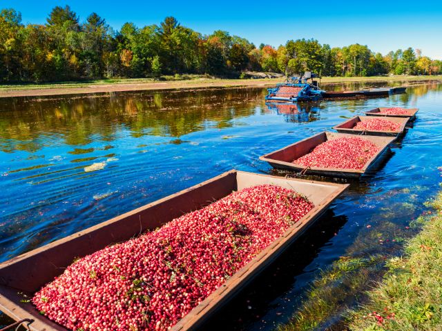 A bunch of cranberries sit in large containers after being harvested from a watery bog