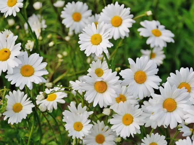 A photo of a field of daisies