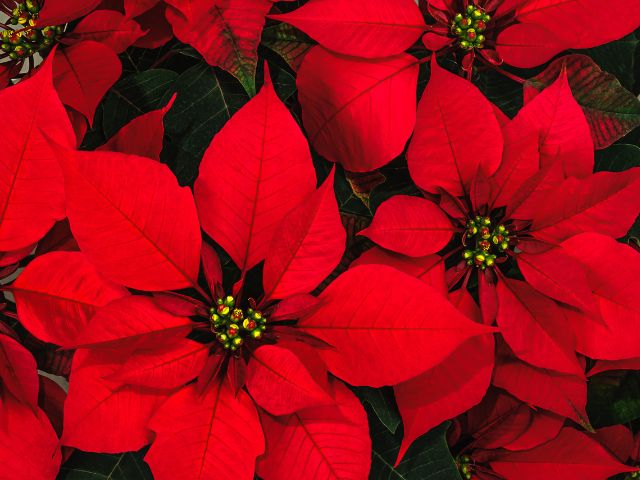 A bunch of red poinsettias
