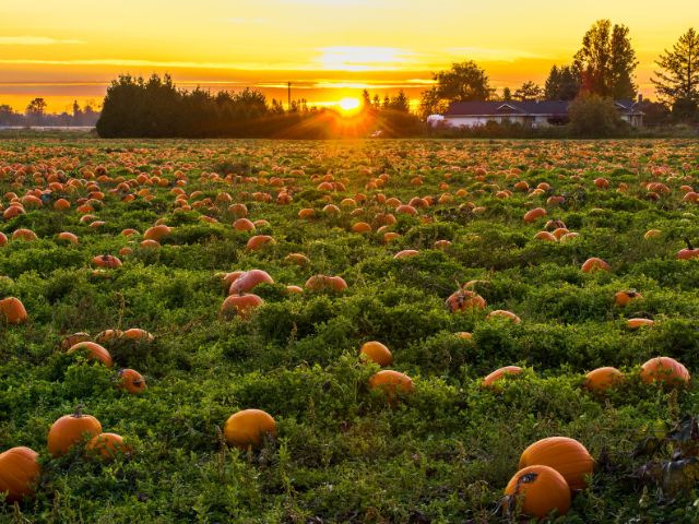 The sun sets on a pastoral pumpkin patch