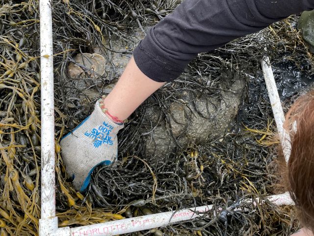 A gloved hand digs for young oysters in a cordoned-off section of muddy earth