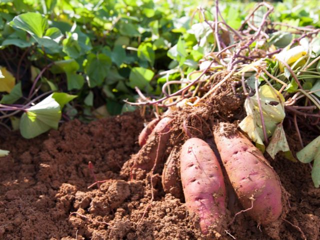 Sweet potatoes recently dug up from the ground